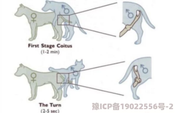 狗跟人同房会锁结吗2025最新辟谣：兽医权威解释安全性行为知识科普