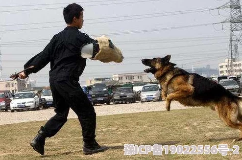 深度解析地铁逃生模式中，三图与五图的生存犬种强度对比